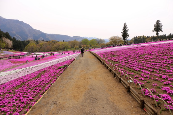 秩父 芝桜の丘 羊山公園7