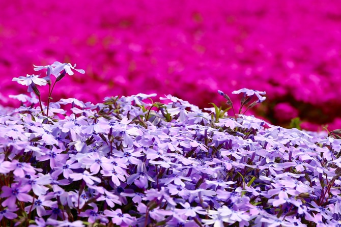 秩父 芝桜の丘 羊山公園12