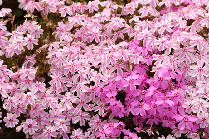 秩父 芝桜の丘 羊山公園13