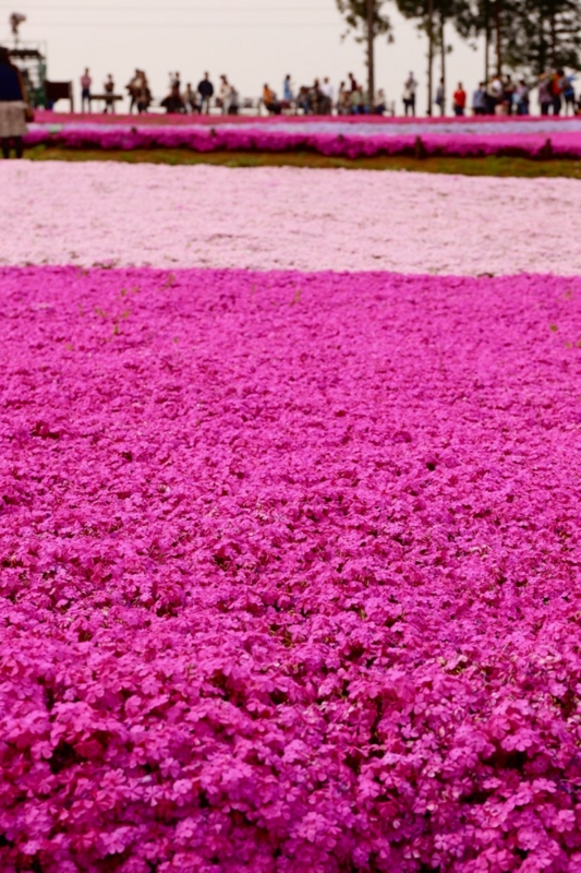 秩父 芝桜の丘 羊山公園16