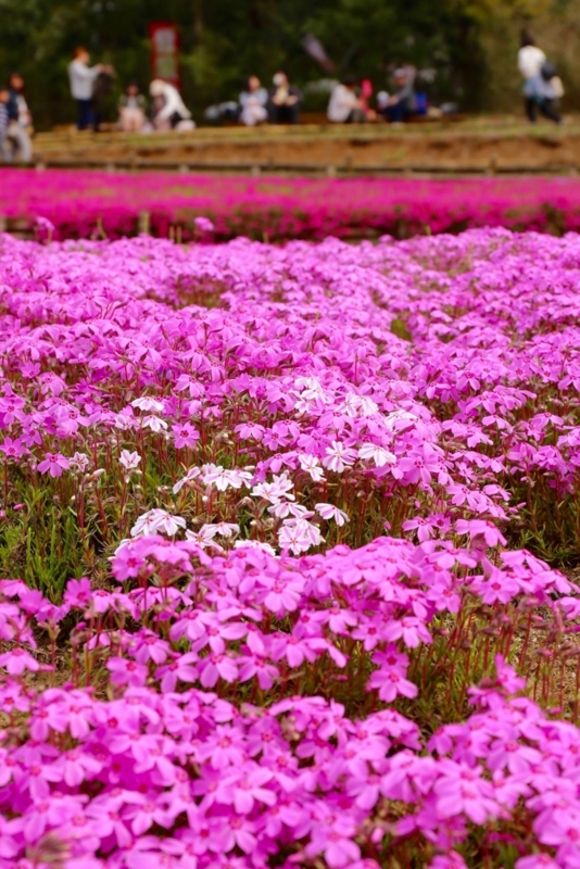 秩父 芝桜の丘 羊山公園17