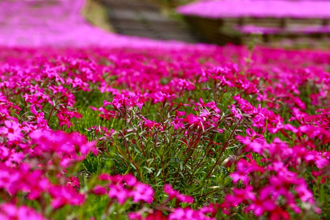 秩父 芝桜の丘 羊山公園11