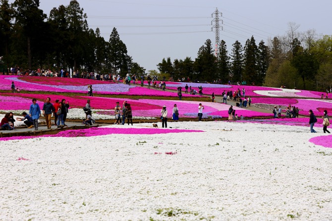 秩父 芝桜の丘 羊山公園2