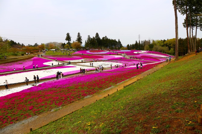 秩父 芝桜の丘 羊山公園3