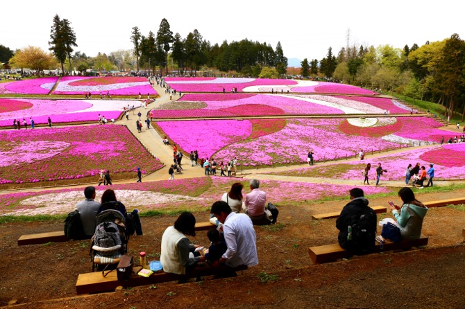 秩父 芝桜の丘 羊山公園4