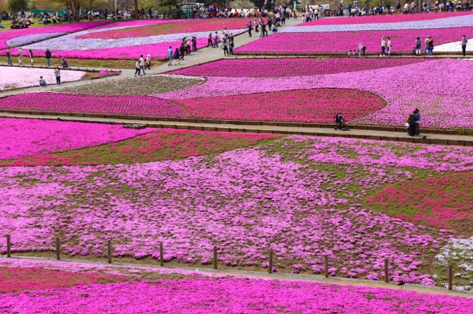 秩父 芝桜の丘 羊山公園5