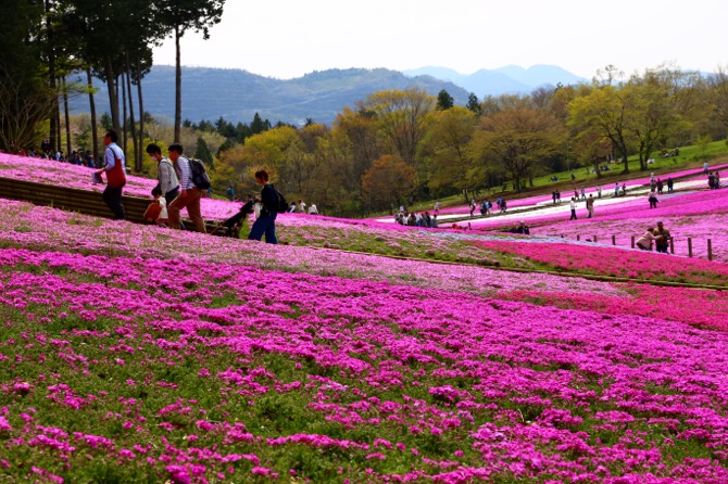 秩父 芝桜の丘 羊山公園6