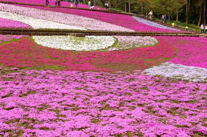 秩父 芝桜の丘 羊山公園8