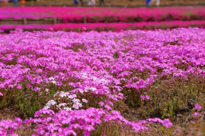 秩父 芝桜の丘 羊山公園10