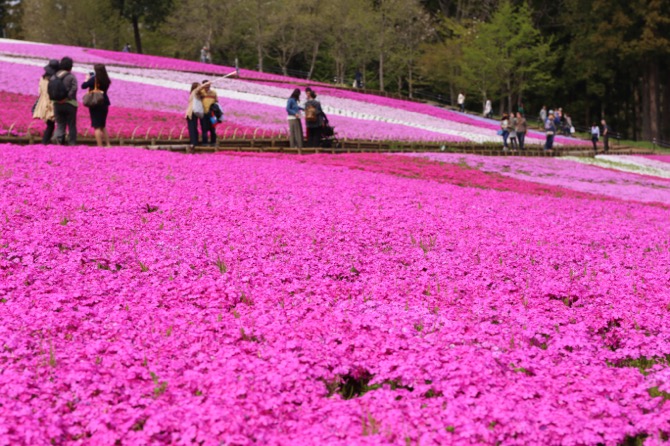 秩父 芝桜の丘 羊山公園9