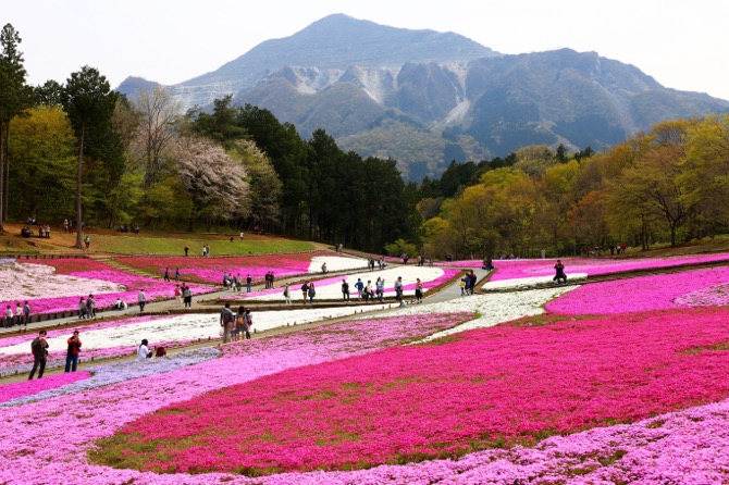 秩父 芝桜の丘 羊山公園1