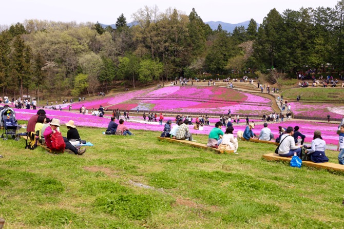 秩父 芝桜の丘 羊山公園14