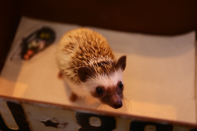 f:id:ornith:20160706211123j:plain