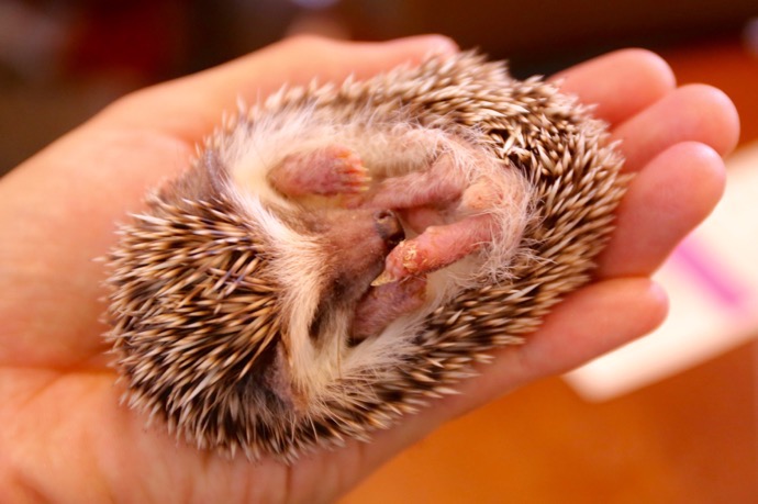 f:id:ornith:20160706211124j:plain