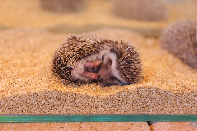 f:id:ornith:20160706211125j:plain