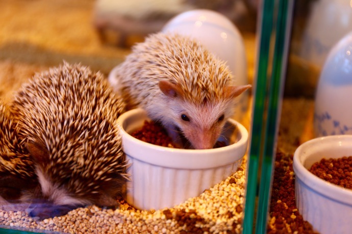 f:id:ornith:20160706211126j:plain