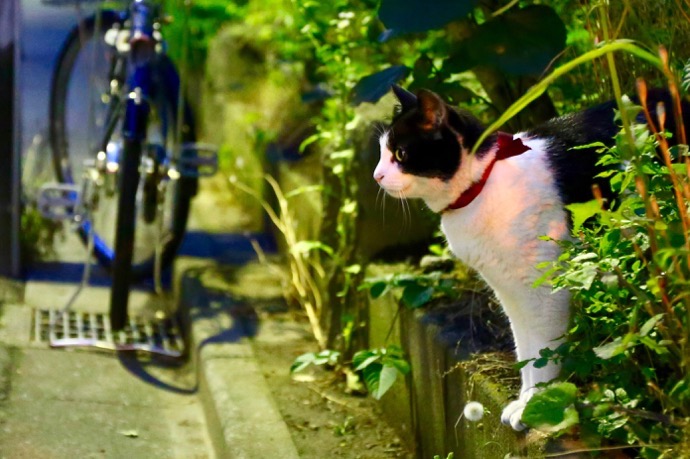 f:id:ornith:20160706211131j:plain