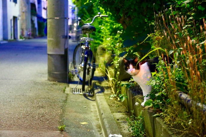 f:id:ornith:20160706211132j:plain