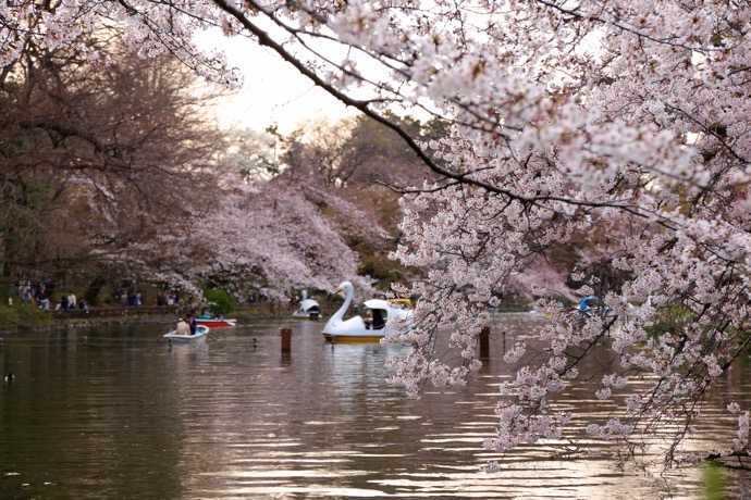 f:id:ornith:20160706211152j:plain