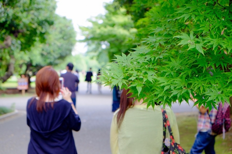 f:id:ornith:20160728212144j:plain