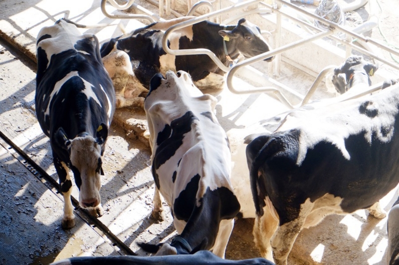 f:id:ornith:20161025175732j:plain