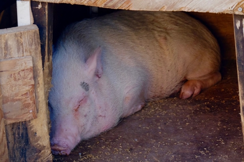 f:id:ornith:20161025175734j:plain