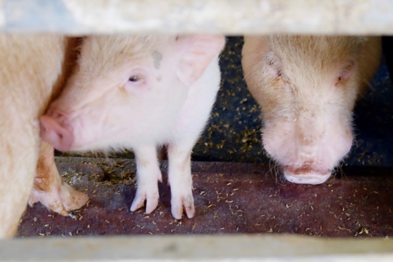 f:id:ornith:20161025175739j:plain