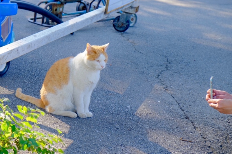 f:id:ornith:20161025175744j:plain