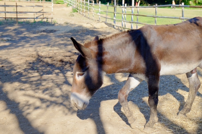 f:id:ornith:20161025175746j:plain