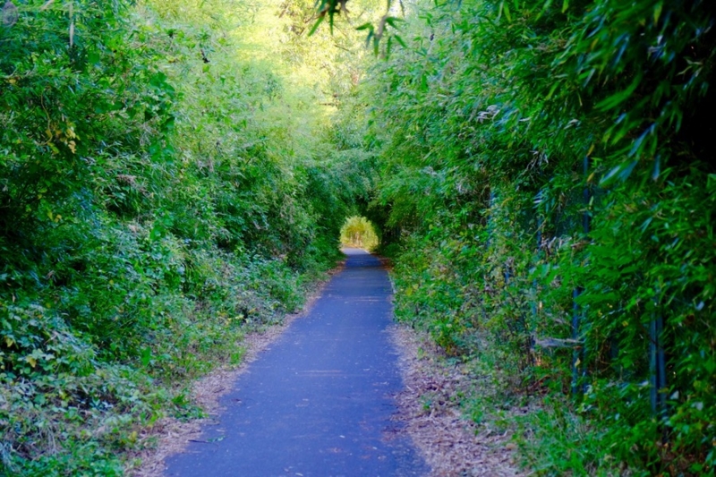 f:id:ornith:20161025175752j:plain