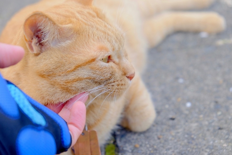 多摩湖自転車道 猫