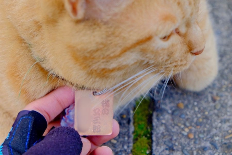 多摩湖自転車道 猫