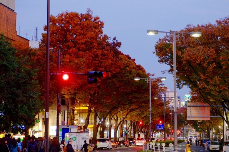 原宿 紅葉 写真