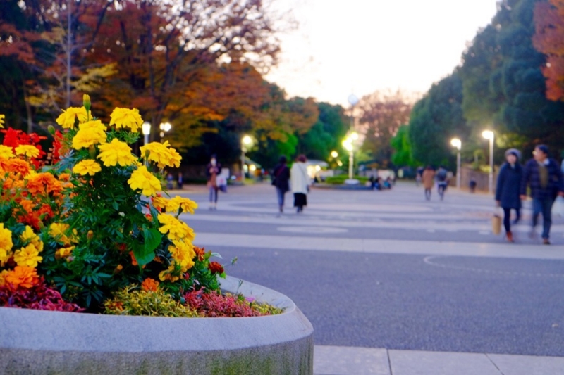 代々木公園 入り口 写真