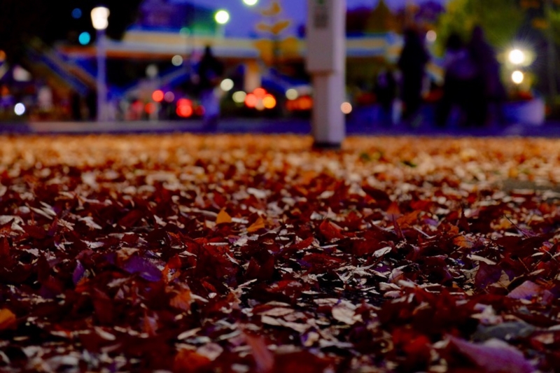 代々木公園 紅葉 写真