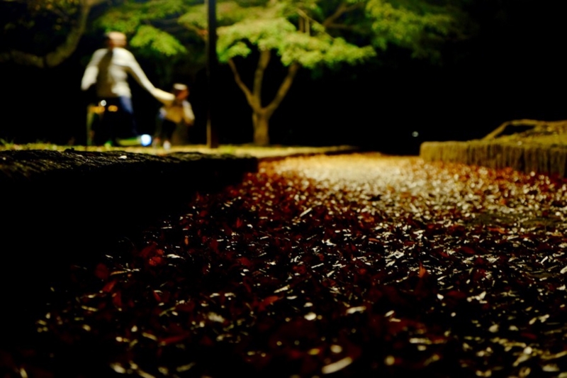 代々木公園 紅葉 写真