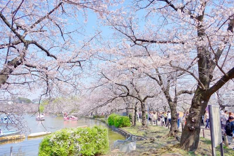 f:id:ornith:20170407161616j:plain