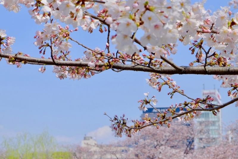 f:id:ornith:20170407161617j:plain