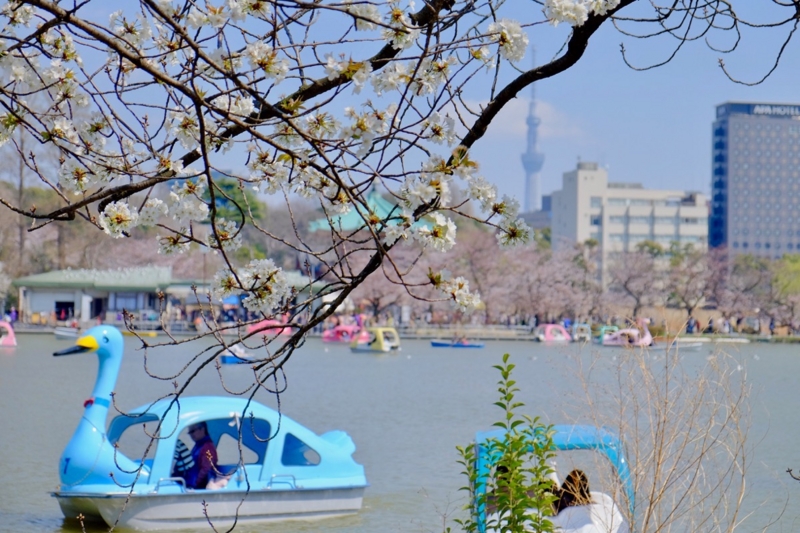 f:id:ornith:20170407161620j:plain