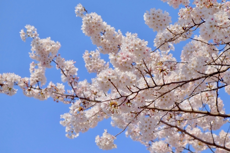 f:id:ornith:20170407161626j:plain