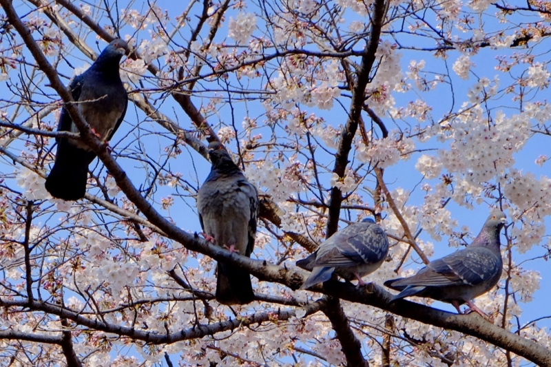 f:id:ornith:20170407161628j:plain