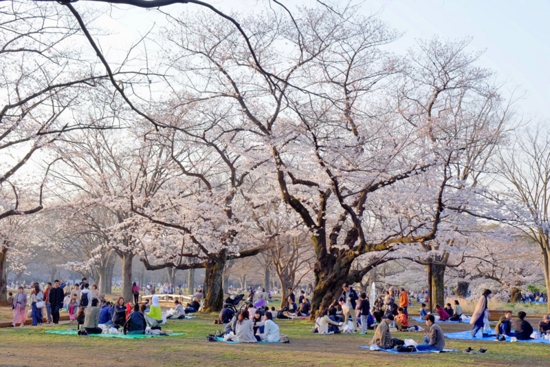 f:id:ornith:20170407161631j:plain