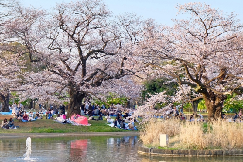 f:id:ornith:20170407161632j:plain