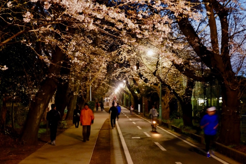 f:id:ornith:20170407161636j:plain