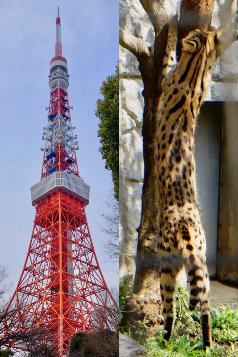 f:id:ornith:20170409175056j:plain f:id:ornith:20170409175056j:plain