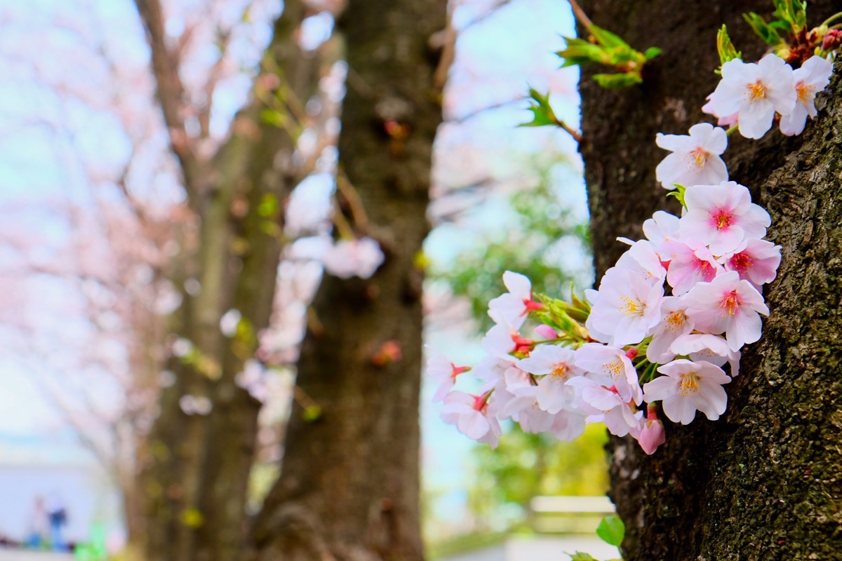 f:id:ornith:20170409181850j:plain f:id:ornith:20170409181850j:plain