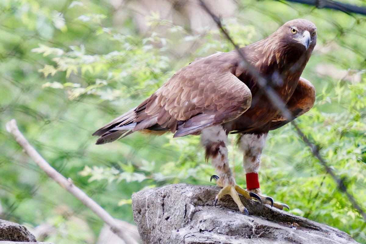 f:id:ornith:20170602190433j:plain f:id:ornith:20170602190433j:plain