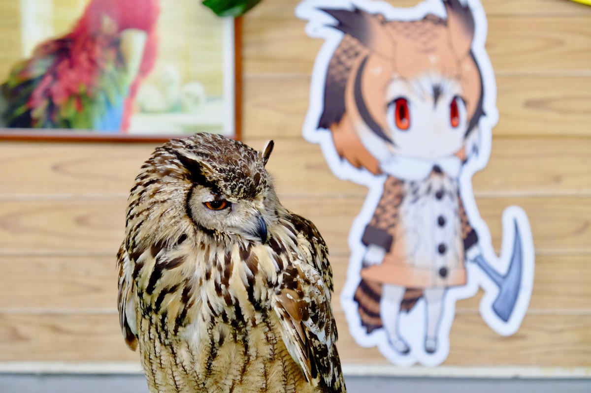 f:id:ornith:20170705173545j:plain f:id:ornith:20170705173545j:plain