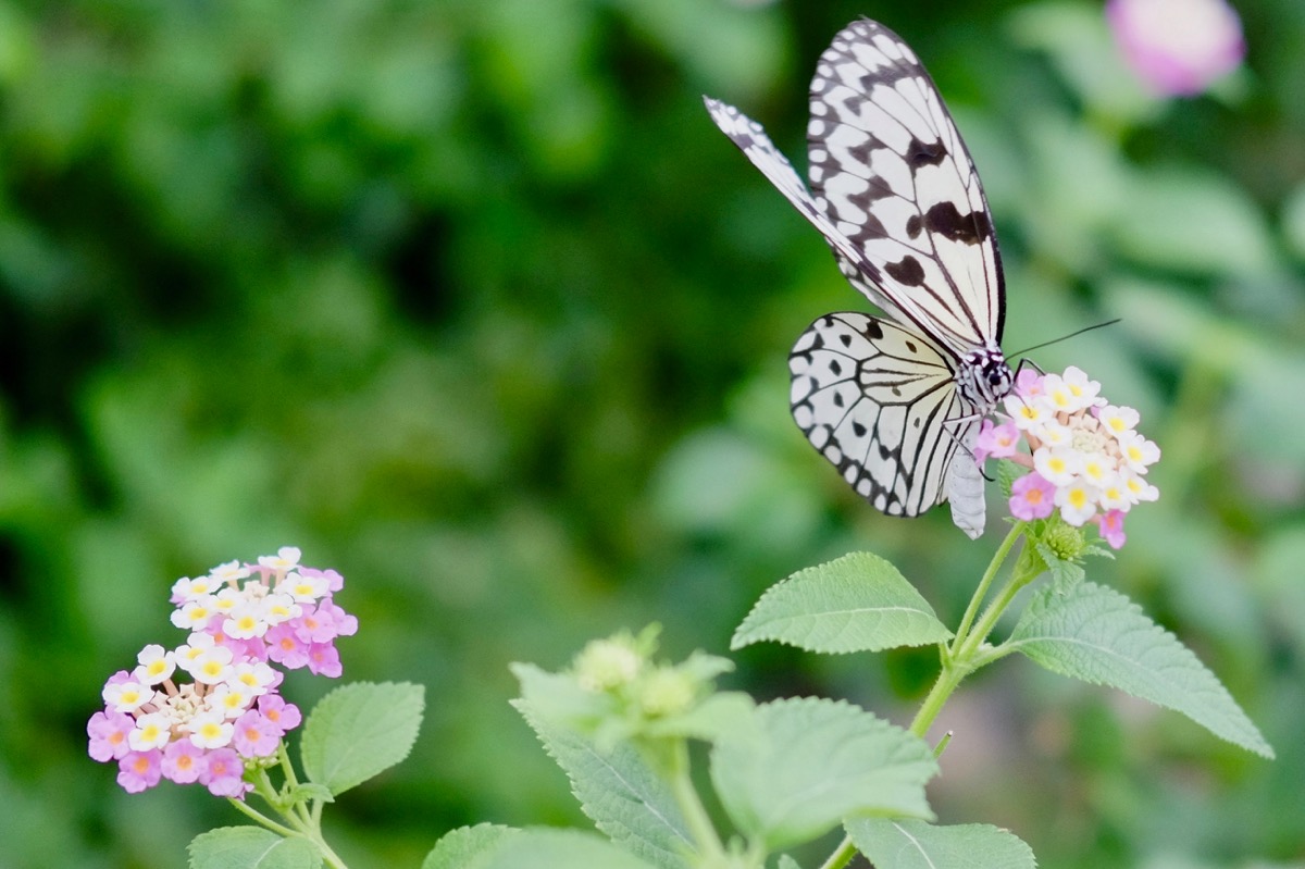 f:id:ornith:20170705173551j:plain f:id:ornith:20170705173551j:plain