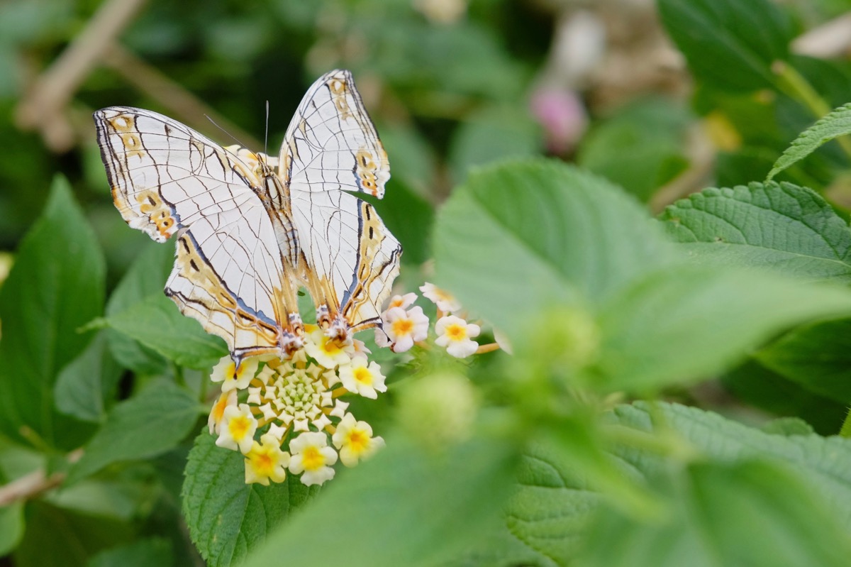 f:id:ornith:20170705173552j:plain f:id:ornith:20170705173552j:plain